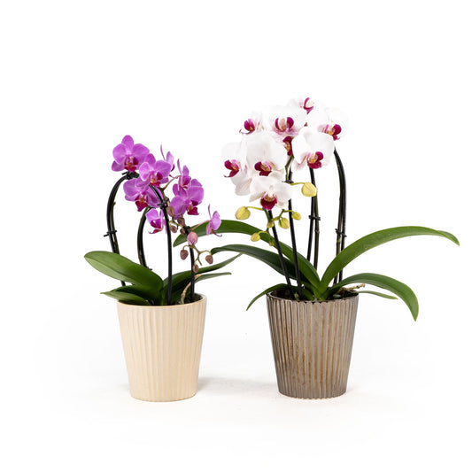 Phalaenopsis 9cm Cascade in Christmas Ceramic - Orchid The Horti House