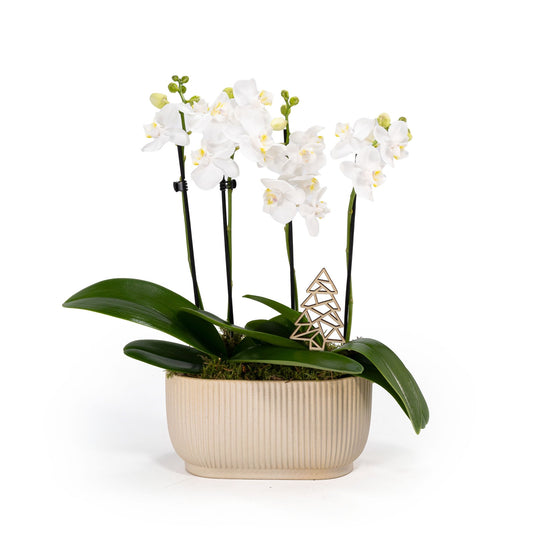 Phalaenopsis 9cm Duo Ceramic Planter - Orchids The Horti House