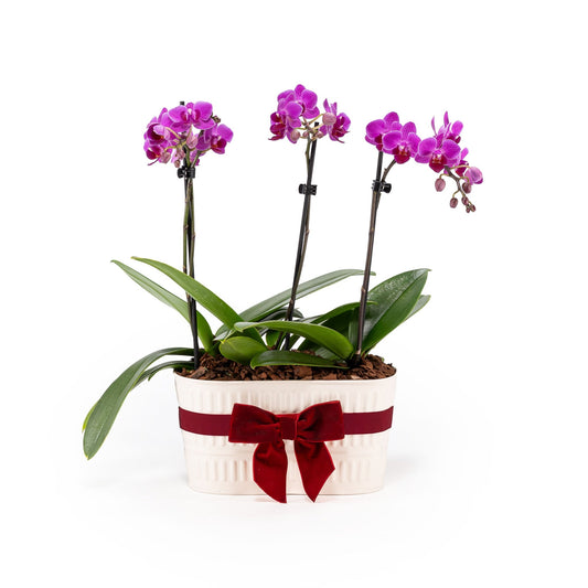 Phalaenopsis 9cm Trio Zinc Planter - Orchids The Horti House