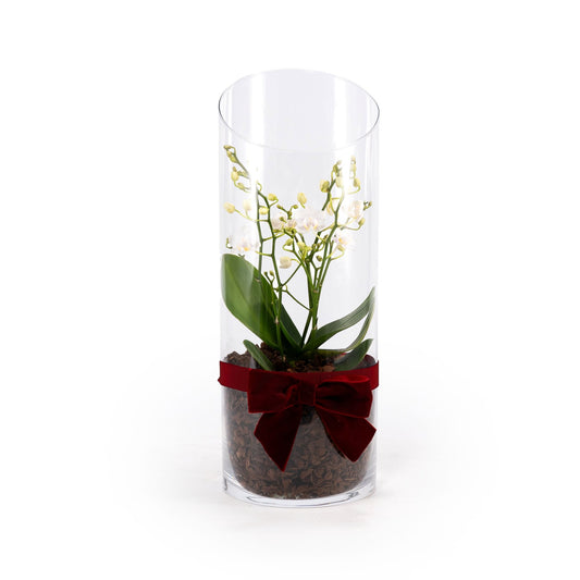 Phalaenopsis 9cm Triple Stem in Terrarium - Orchid The Horti House