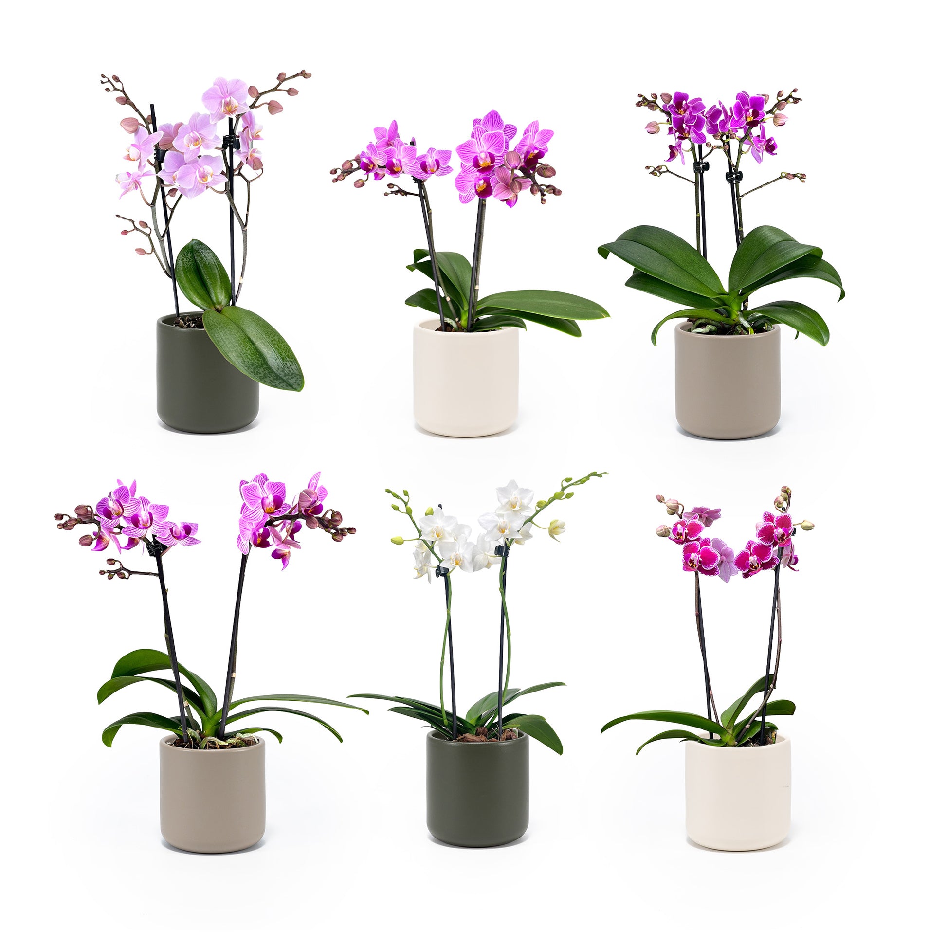Phalaenopsis 9cm Twin Stem Mixed in Cambridge Ceramic - Orchid The Horti House