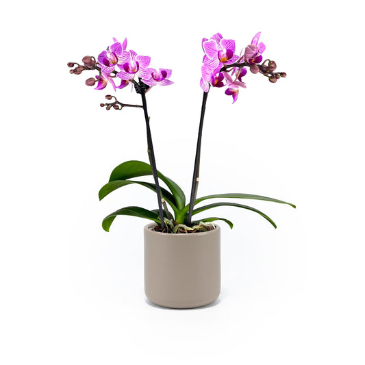 Phalaenopsis 9cm Twin Stem Pink in Cambridge Ceramic - Orchid The Horti House
