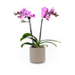 Phalaenopsis 9cm Twin Stem Mixed in Cambridge Ceramic - Orchid The Horti House