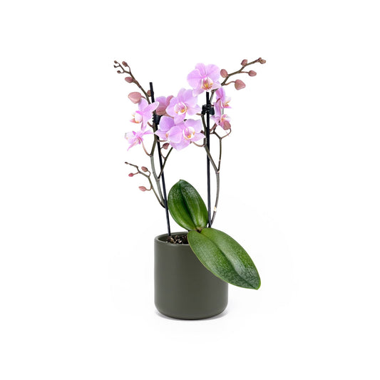 Phalaenopsis 9cm Twin Stem Pink in Cambridge Ceramic - Orchid The Horti House