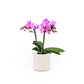 Phalaenopsis 9cm Twin Stem Pink in Cambridge Ceramic - Orchid The Horti House