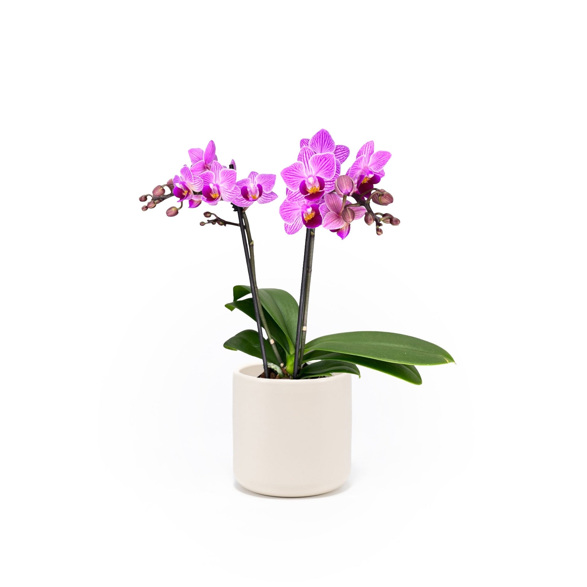 Phalaenopsis 9cm Twin Stem Pink in Cambridge Ceramic - Orchid The Horti House