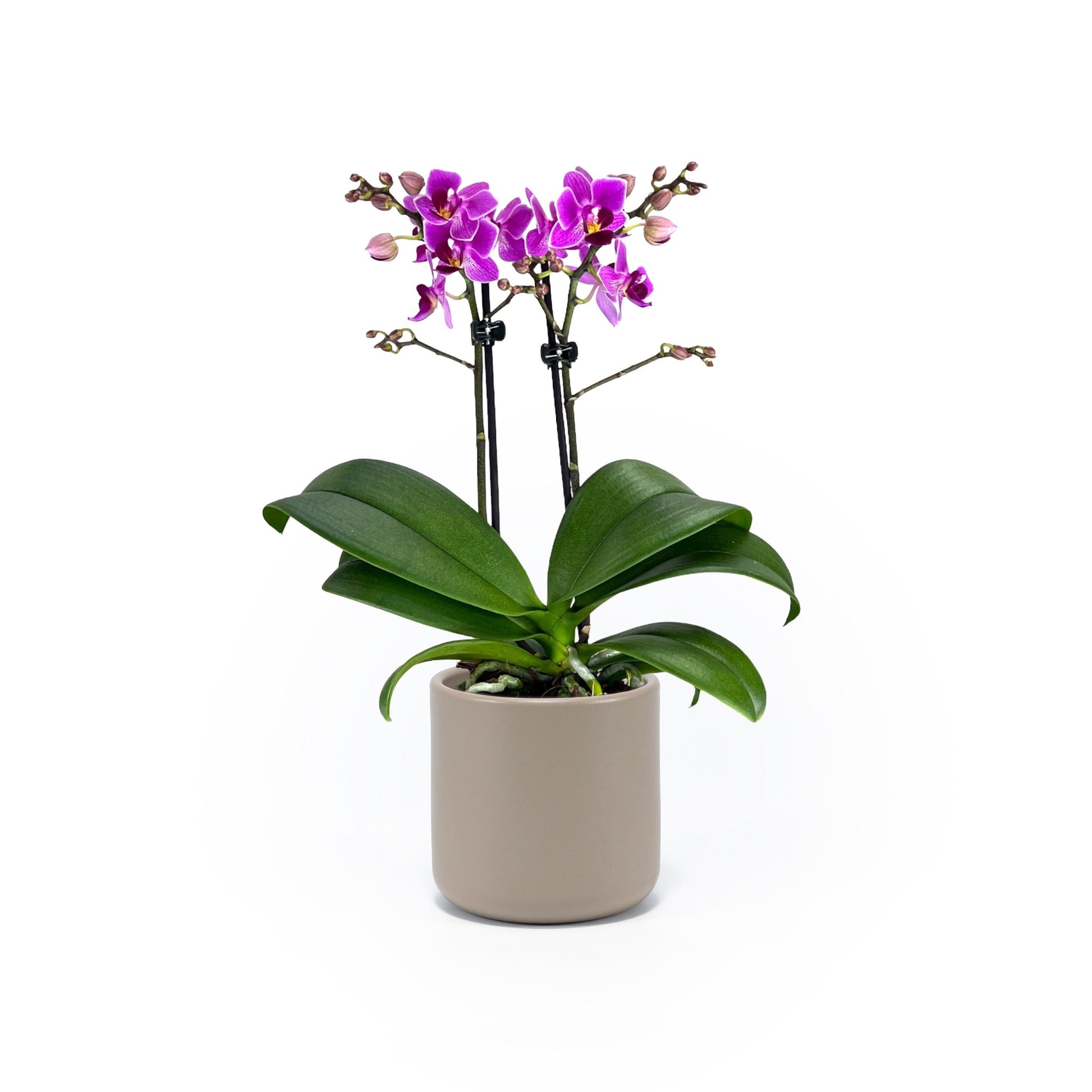 Phalaenopsis 9cm Twin Stem Purple in Cambridge Ceramic - Orchid The Horti House