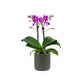 Phalaenopsis 9cm Twin Stem Purple in Cambridge Ceramic - Orchid The Horti House