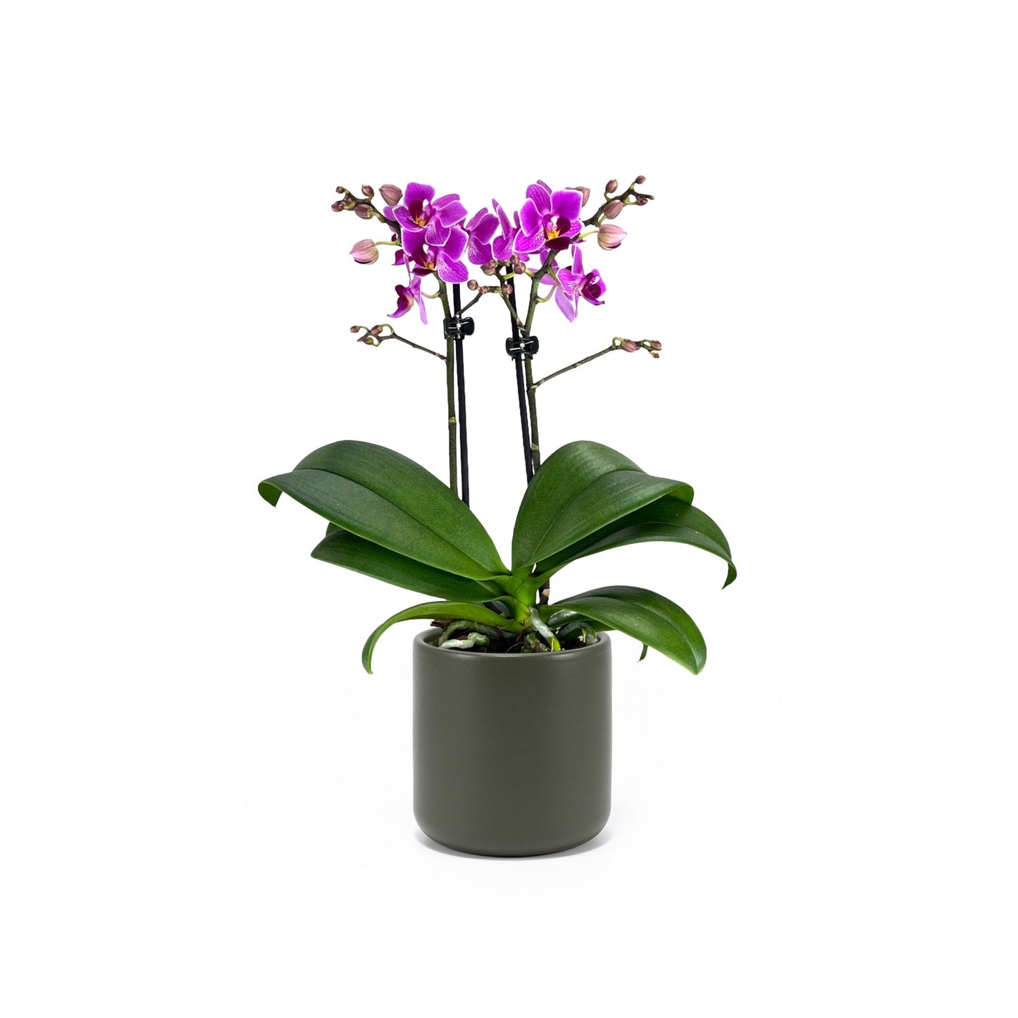Phalaenopsis 9cm Twin Stem Mixed in Cambridge Ceramic - Orchid The Horti House