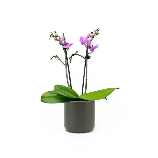Phalaenopsis 9cm Twin Stem Purple in Cambridge Ceramic - Orchid The Horti House