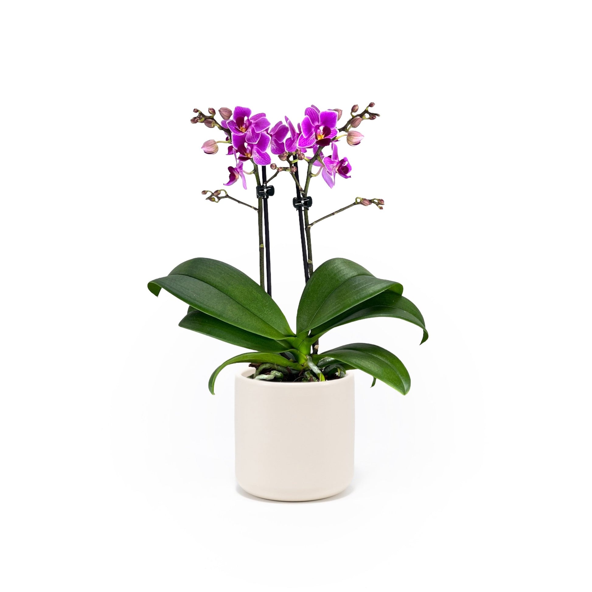 Phalaenopsis 9cm Twin Stem Purple in Cambridge Ceramic - Orchid The Horti House