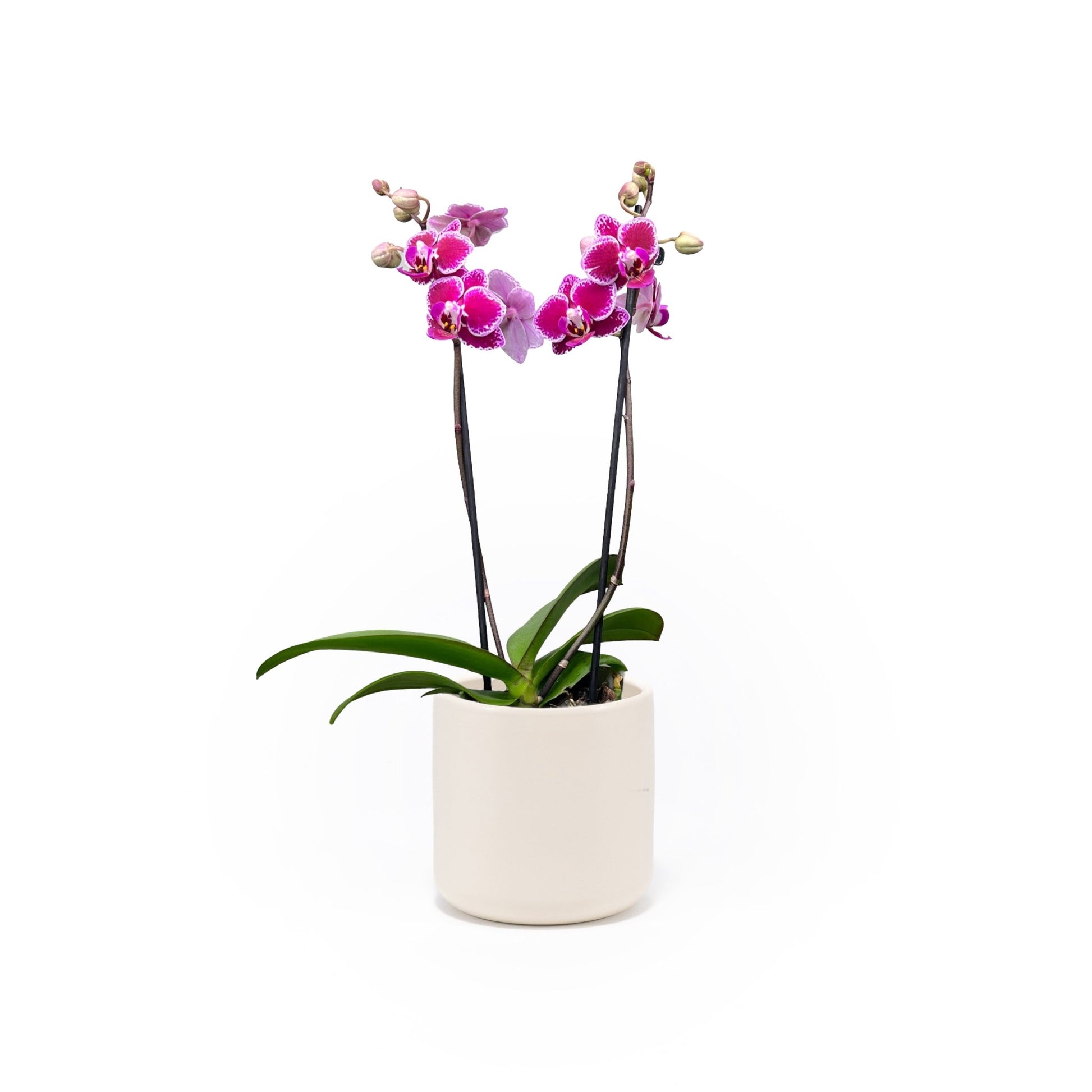Phalaenopsis 9cm Twin Stem Purple in Cambridge Ceramic - Orchid The Horti House