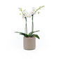 Phalaenopsis 9cm Twin Stem White in Cambridge Ceramic - Orchid The Horti House