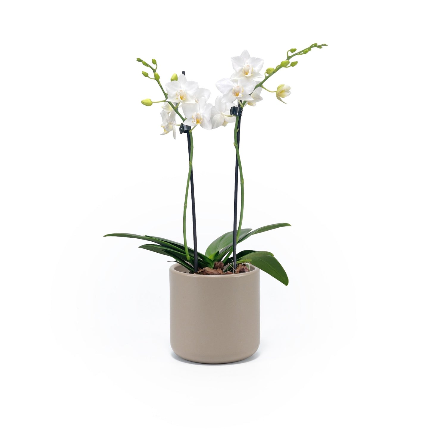 Phalaenopsis 9cm Twin Stem White in Cambridge Ceramic - Orchid The Horti House