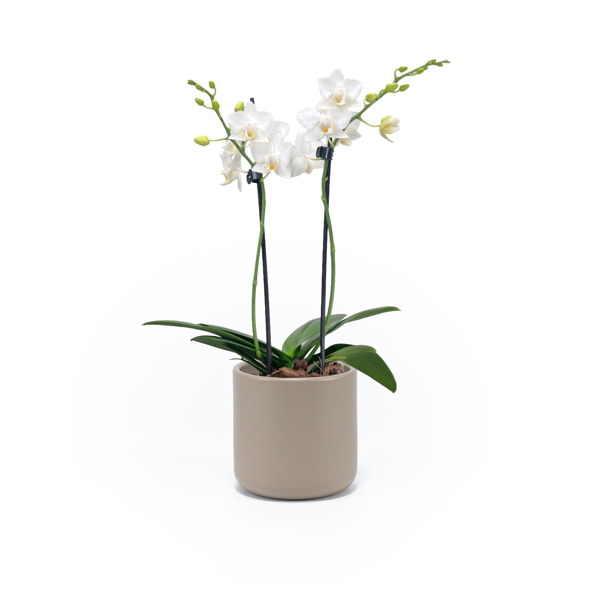 Phalaenopsis 9cm Twin Stem White in Cambridge Ceramic - Orchid The Horti House