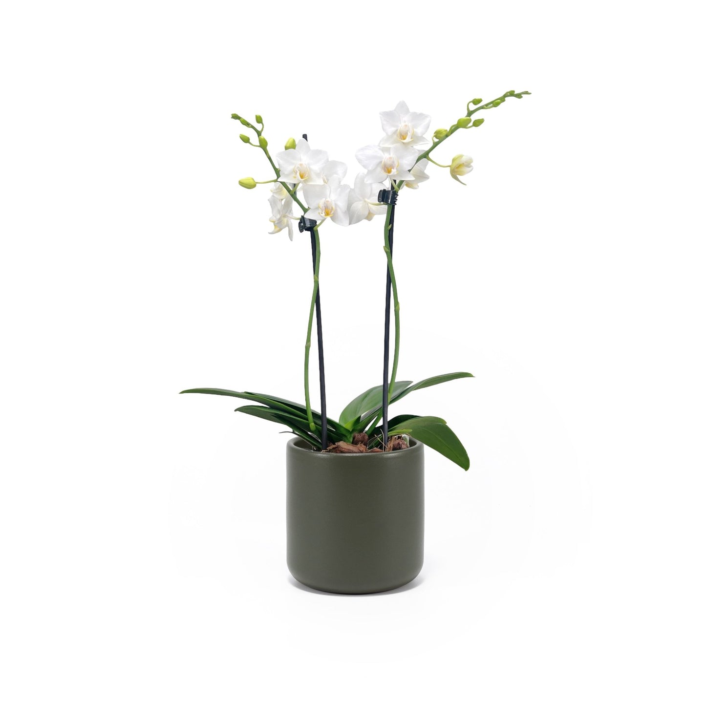 Phalaenopsis 9cm Twin Stem White in Cambridge Ceramic - Orchid The Horti House