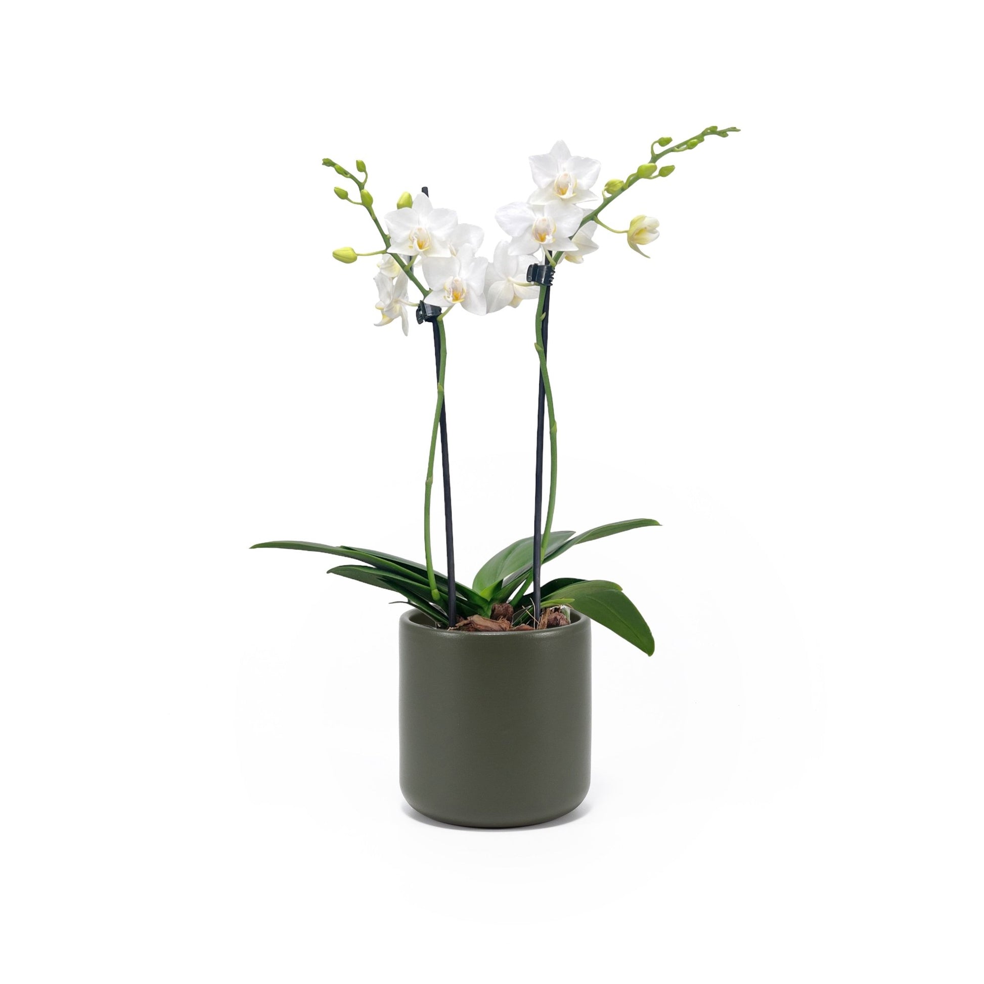 Phalaenopsis 9cm Twin Stem White in Cambridge Ceramic - Orchid The Horti House