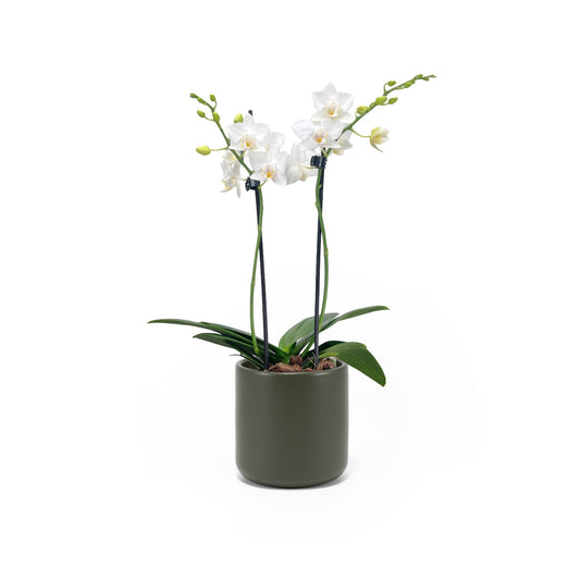 Phalaenopsis 9cm Twin Stem White in Cambridge Ceramic - Orchid The Horti House