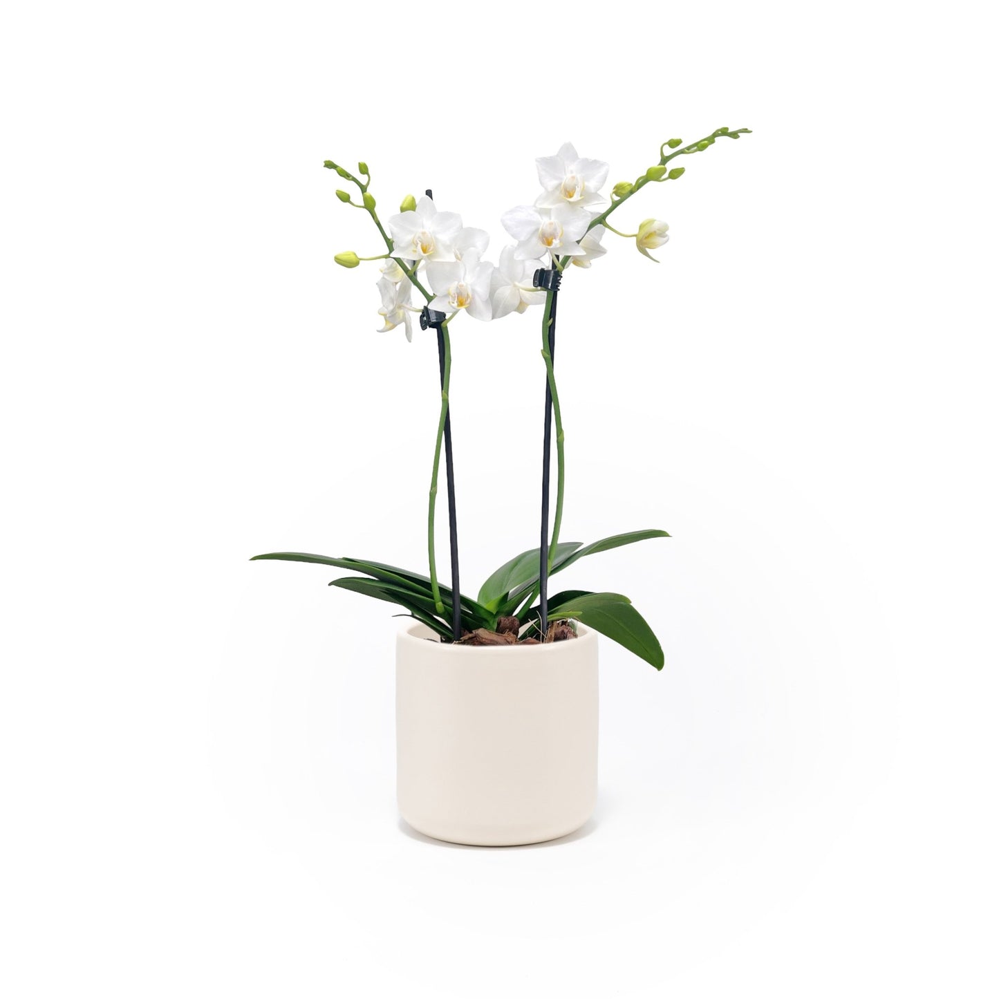 Phalaenopsis 9cm Twin Stem White in Cambridge Ceramic - Orchid The Horti House