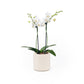 Phalaenopsis 9cm Twin Stem Mixed in Cambridge Ceramic - Orchid The Horti House