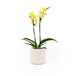 Phalaenopsis 9cm Twin Stem Yellow in Cambridge Ceramic - Orchid The Horti House