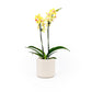 Phalaenopsis 9cm Twin Stem Mixed in Cambridge Ceramic - Orchid The Horti House