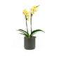 Phalaenopsis 9cm Twin Stem Yellow in Cambridge Ceramic - Orchid The Horti House