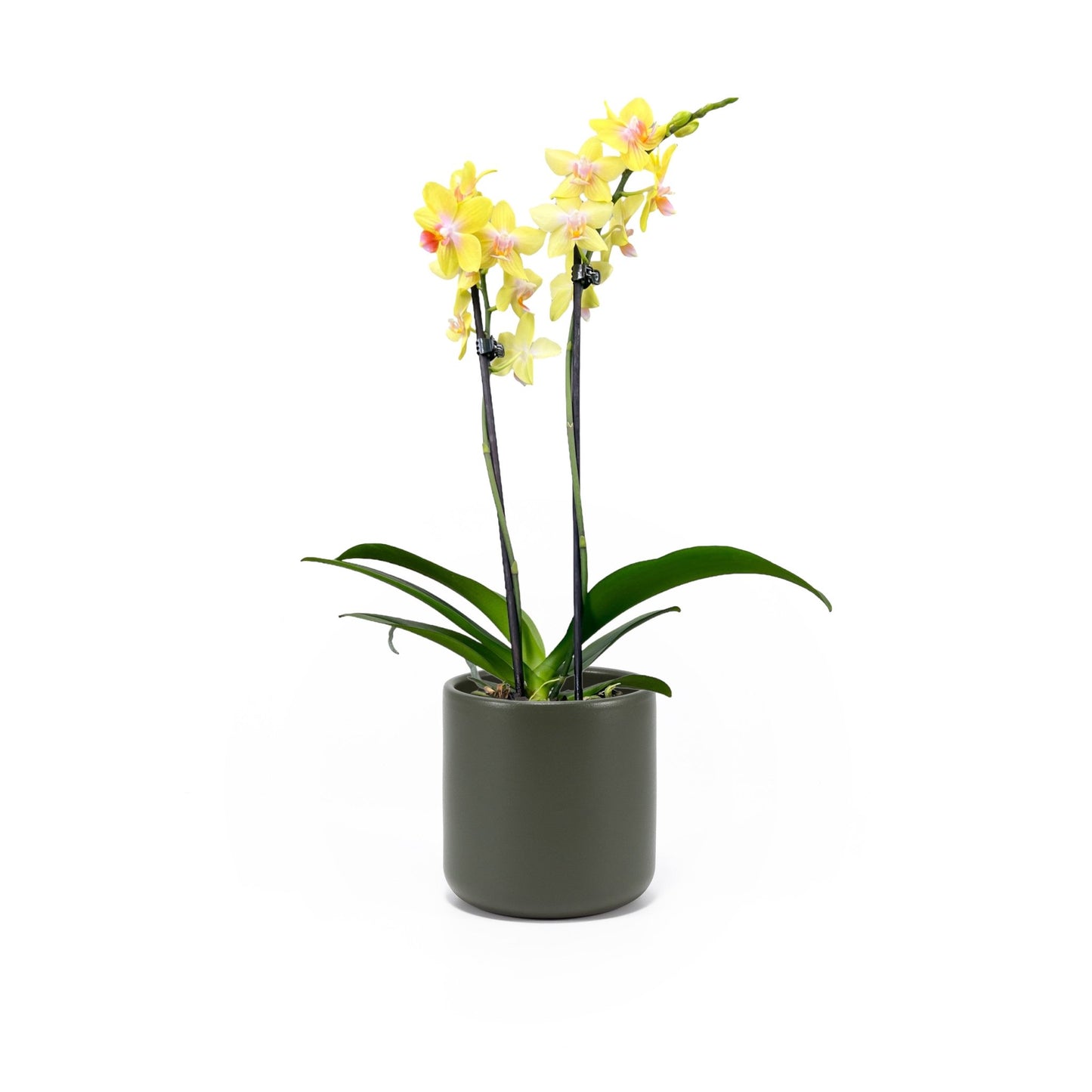 Phalaenopsis 9cm Twin Stem Yellow in Cambridge Ceramic - Orchid The Horti House