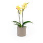 Phalaenopsis 9cm Twin Stem Yellow in Cambridge Ceramic - Orchid The Horti House