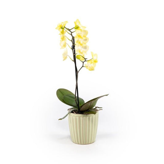 Phalaenopsis 9cm in Ceramic - Orchid The Horti House