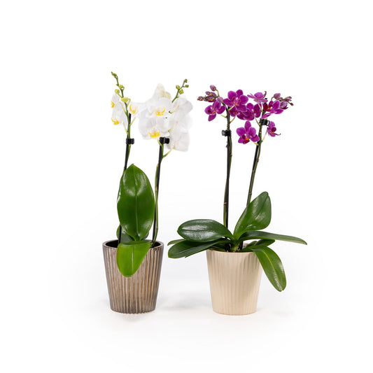 Phalaenopsis 9cm in Christmas Ceramic - Orchids The Horti House