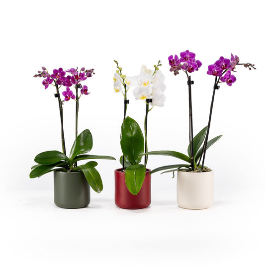 Phalaenopsis 9cm In Festive Ceramic - Orchid The Horti House