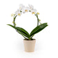 Phalaenopsis 12cm Hoop in Christmas Ceramic - Orchid The Horti House