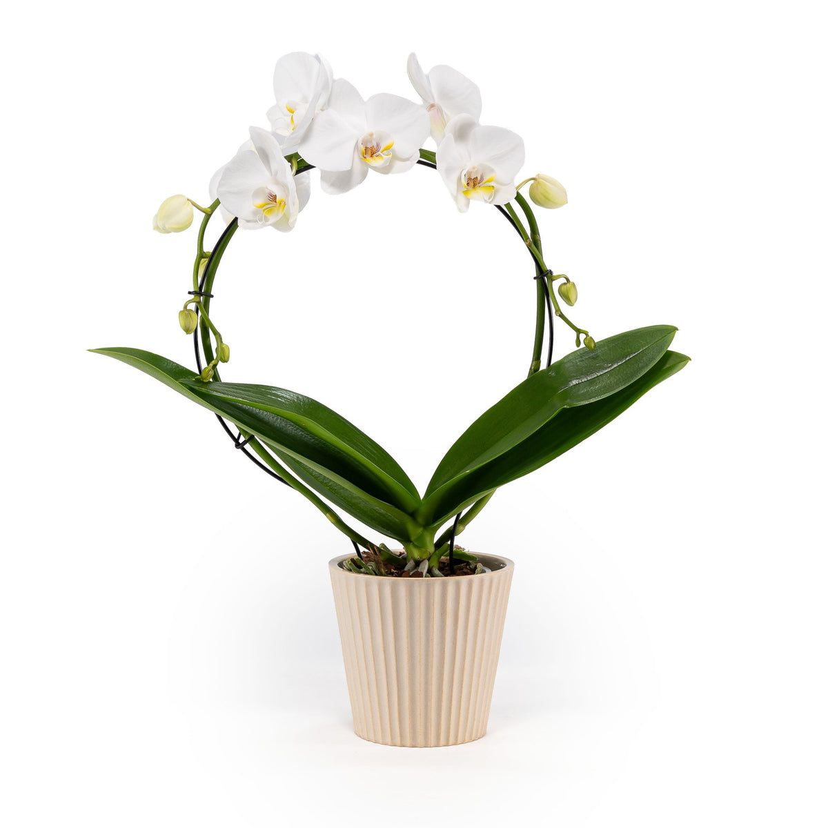 Phalaenopsis 12cm Hoop in Christmas Ceramic - Orchid The Horti House