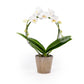 Phalaenopsis 12cm Hoop in Christmas Ceramic - Orchid The Horti House