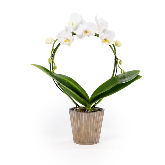 Phalaenopsis 12cm Hoop in Christmas Ceramic - Orchid The Horti House