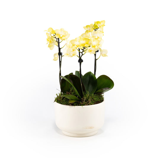 Phalaenopsis Single Stem Trio in 21cm Planter - Orchid The Horti House