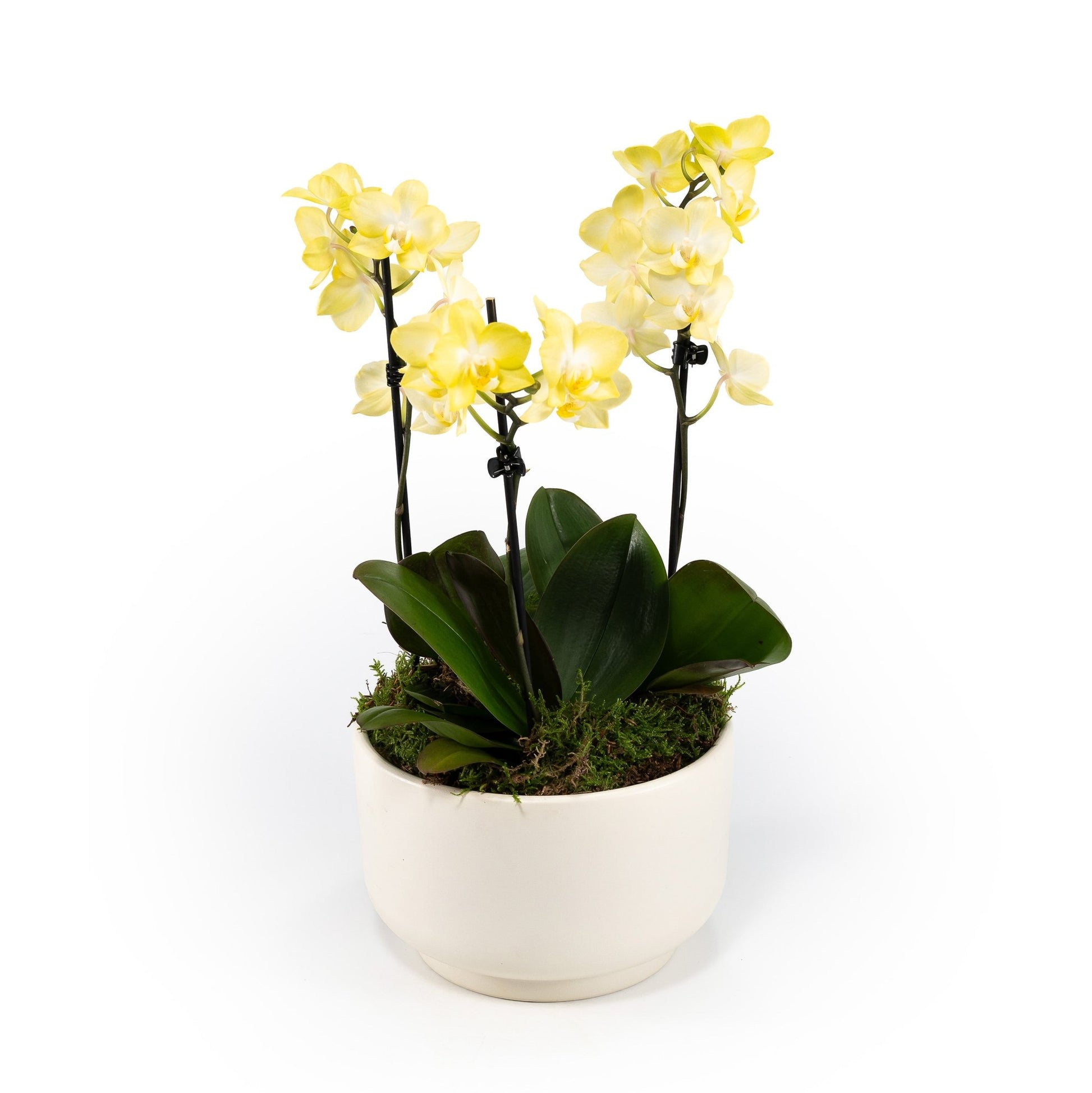 Phalaenopsis Single Stem Trio in 21cm Planter - Orchid The Horti House