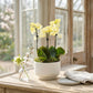 Phalaenopsis Single Stem Trio in 21cm Planter - Orchid The Horti House