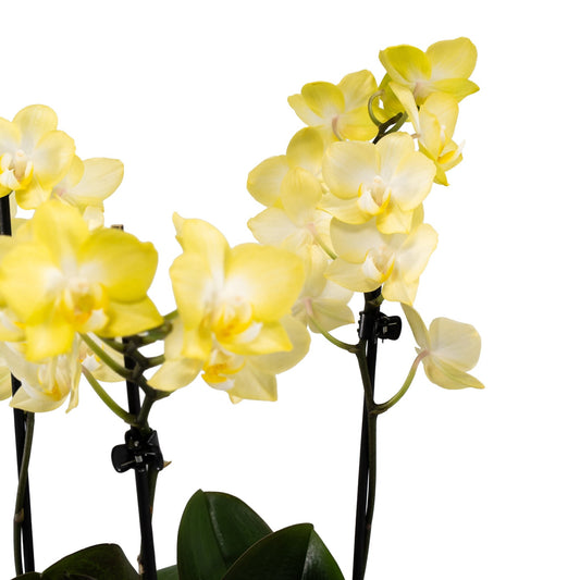 Phalaenopsis Single Stem Trio in 21cm Planter - Orchid The Horti House
