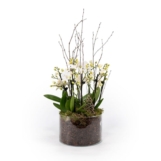 Phalaenopsis Trio In 20cm Glass - Orchids The Horti House
