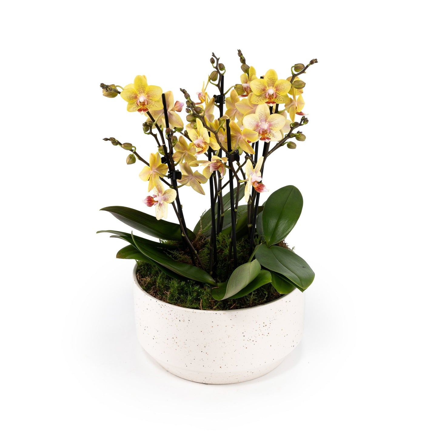 Phalaenopsis Trio in 23cm Planter - Orchid The Horti House