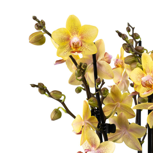 Phalaenopsis Trio in 23cm Planter - Orchid The Horti House