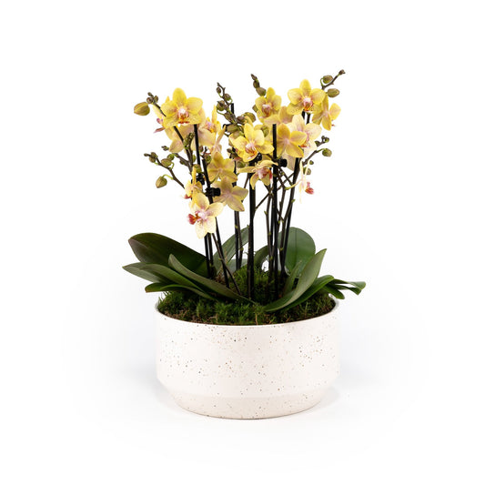 Phalaenopsis Trio in 23cm Planter - Orchid The Horti House