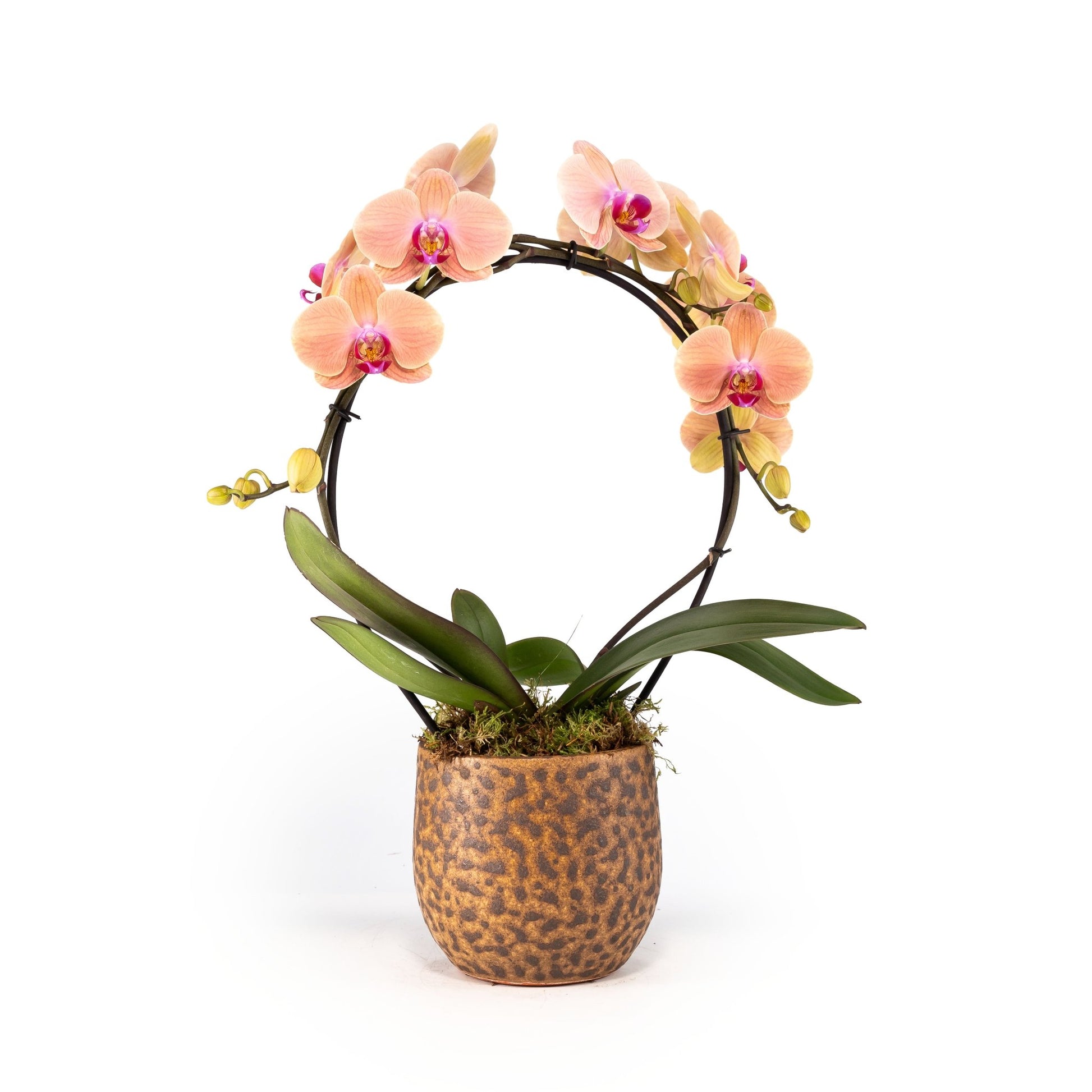 Phalaenopsis 12cm Hoop in Artisan No.1 Ceramic - Orchid The Horti House