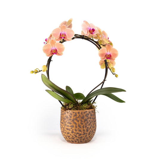 Phalaenopsis 12cm Hoop in Artisan No.1 Ceramic - Orchid The Horti House