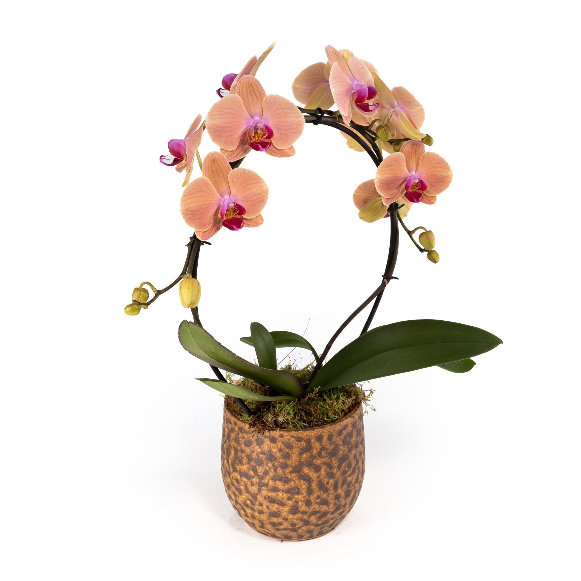 Phalaenopsis 12cm Hoop in Artisan No.1 Ceramic - Orchid The Horti House