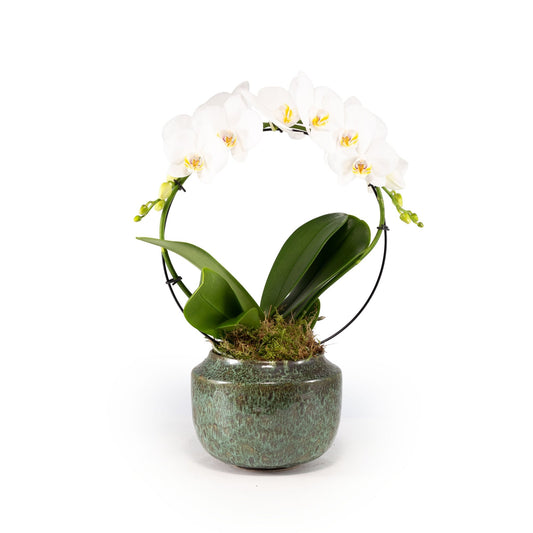 Phalaenopsis 12cm Hoop in Artisan No.3 Ceramic - Orchid The Horti House