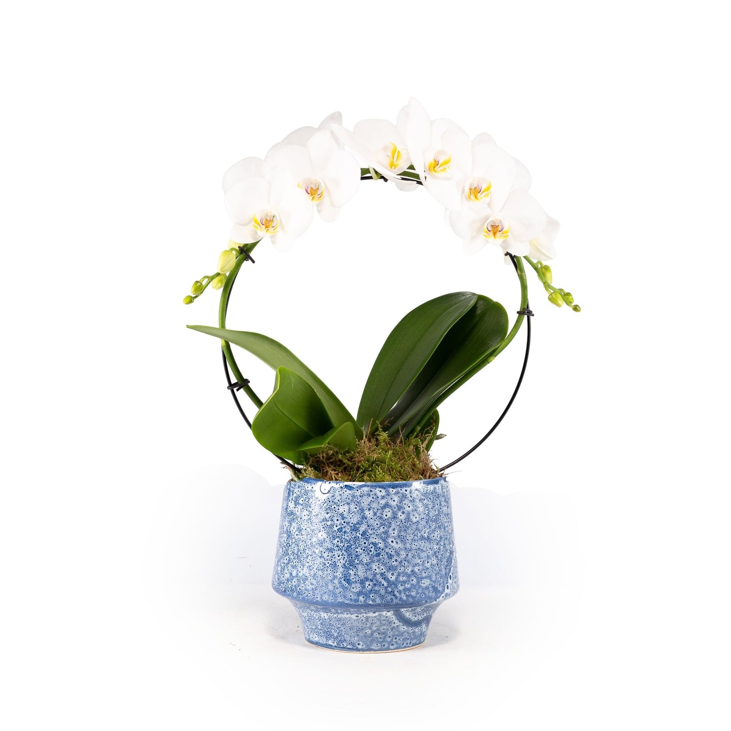 Phalaenopsis 12cm Hoop in Artisan No.5 Ceramic - Orchid The Horti House