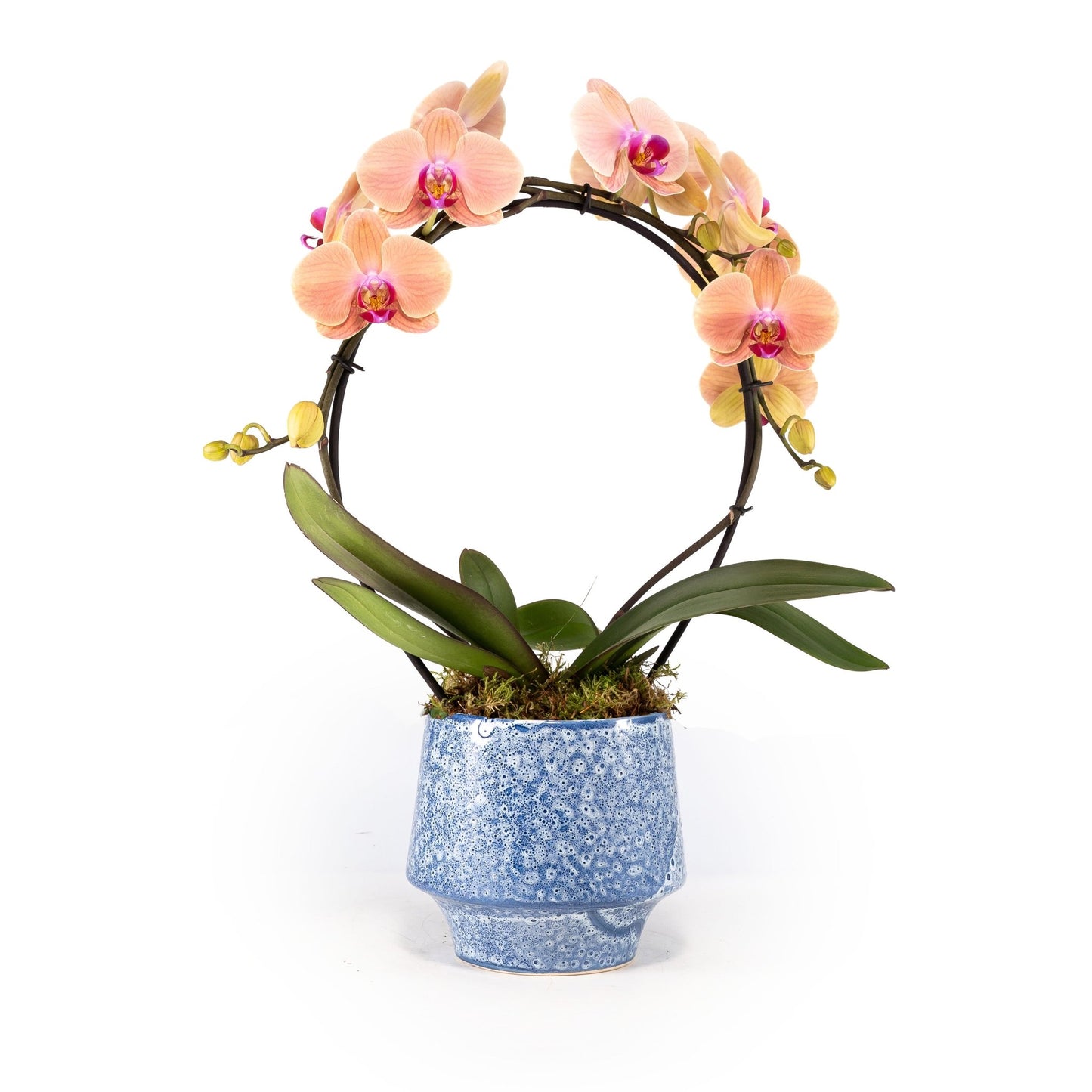 Phalaenopsis 12cm Hoop in Artisan No.5 Ceramic - Orchid The Horti House